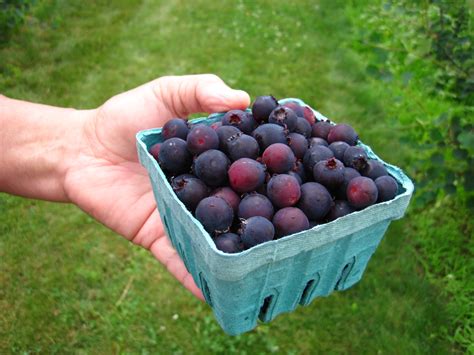 Free june berry Porn